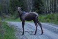 Moosehead_Moose-9058.jpg