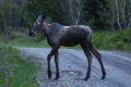 Moosehead_Moose-9066.jpg