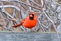 Northern_Cardinal-8752.jpg