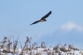 Northern_Harrier-1583.jpg