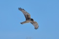 Northern_Harrier-1601.jpg