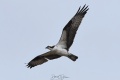 Osprey-7350.jpg