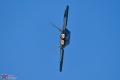 RAPTOR_DEMO_F-22A_06-4122_Z6_3_7-23-26-2736.jpg
