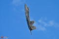 RAPTOR DEMO
