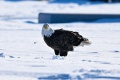Rye_Bald_Eagles-4997.jpg