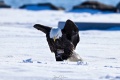 Rye_Bald_Eagles-5266.jpg