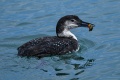 Rye_Loons-7234.jpg