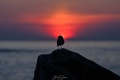 Rye_Sunrise-3612.jpg