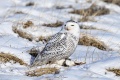 Snowy_Owl-1142.jpg