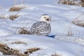 Snowy_Owl-1635.jpg