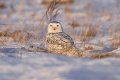 Snowy_Owl-2578.jpg